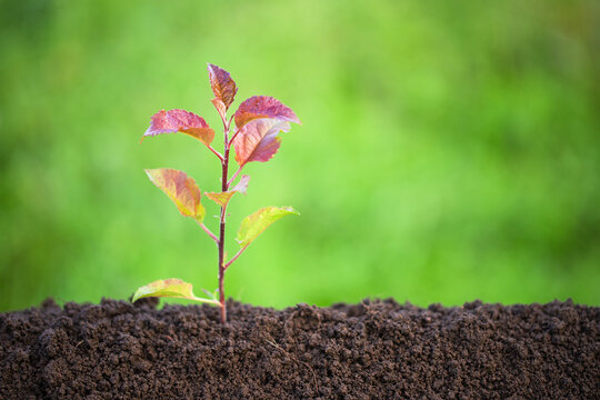 tree sprout sprouts from fertile soil on a farm
