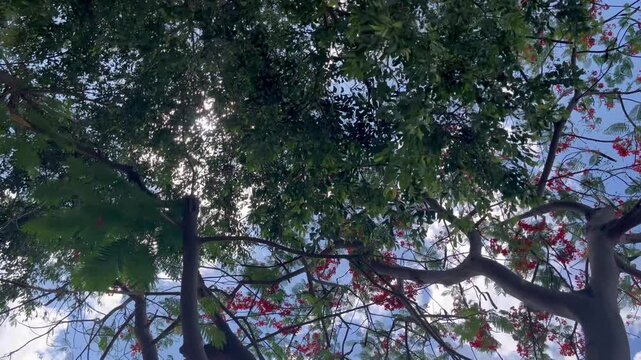 Looking up through tree sunshine