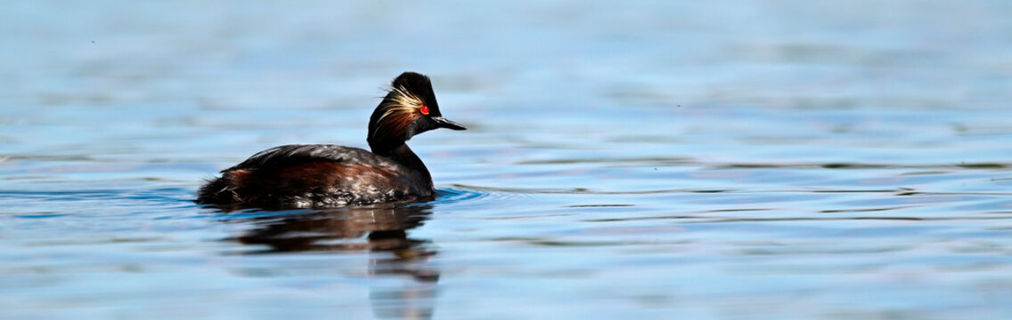 Schwarzhalstaucher // Black-necked grebe (Podiceps nigricollis) 