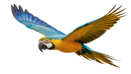 Blue and yellow macaw parrot in flight, isolated on transparent background © Alexa