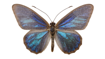 Iridescent blue butterfly with brown body, isolated on transparent background © Alexa