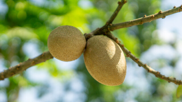 Mamey sapote (Sawo Raksasa, Pouteria sapota, mammee sapote, marmalade plum, sapote, zapote, mamey colorado) on the tree