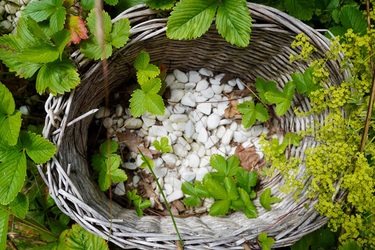 Top down view of a wicker basket with white pebbles surrounded by green leaves