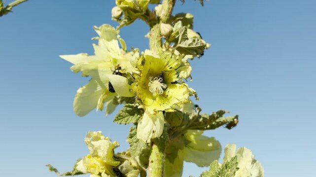 Black beetles eat a bright yellow hollyhock flower against a clear blue sky in Crimea. This lovely summer scene brings a feeling of cheerful wonder.