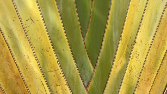Close-up of a palm tree bark texture with green and yellow segments, natural veins and scratches. Tropical pattern perfect for backgrounds, design, botanical and nature projects,4K.