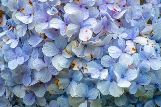 Close-up of soft blue hydrangea flowers blooming in a lush garden, creating a delicate floral background with natural texture and pastel colors.