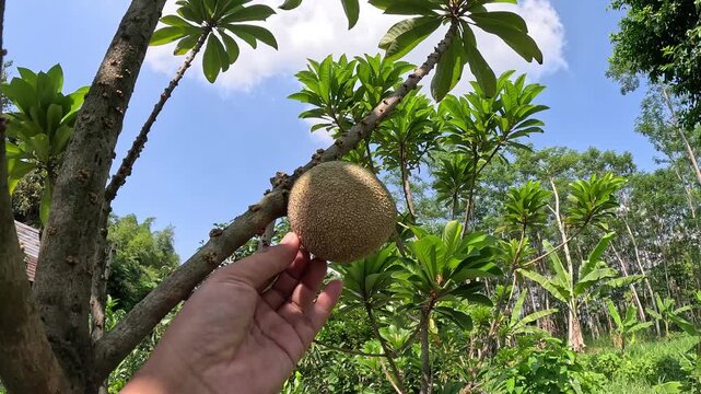 Mamey sapote (Sawo Raksasa, Pouteria sapota, mammee sapote, marmalade plum, sapote, zapote, mamey colorado) on the tree