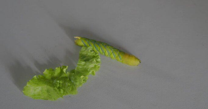 Tobacco hornworm species of Mauritius isolated on white - C4K flat