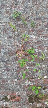 Wallcreeper. Plant climbing the wall of a canal bridge at Waverton, Chester.