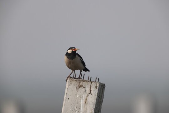 The Indian pied myna (Gracupica contra) is a species of starling found in the Indian subcontinent.