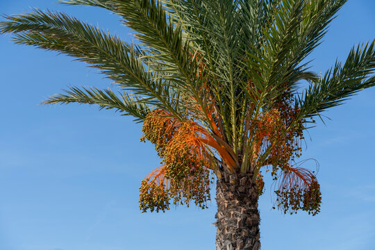 Date palm