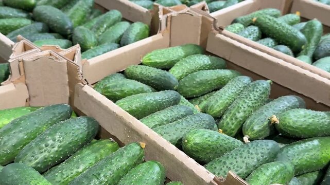 Green cucumbers arranged in sturdy cardboard boxes create a fresh vegetable display, offering quality produce for grocery stores, local markets and everyday shopping. Close up.