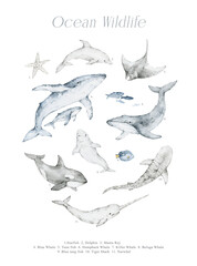 Poster with ocean wild animals, watercolor fishes. Aquatic nautical wildlife. Blue, humpback whales, dolphins, manta ray, killer whale, narwhal, beluga whale, tiger shark © Kate K.