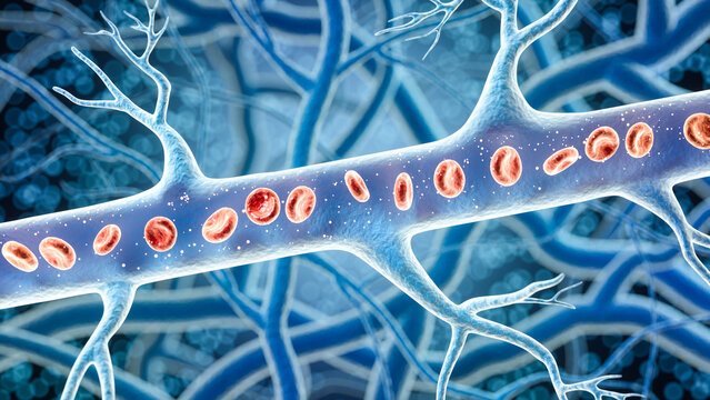 Blood vessels through which red and white blood cells flow. 3d illustration.
