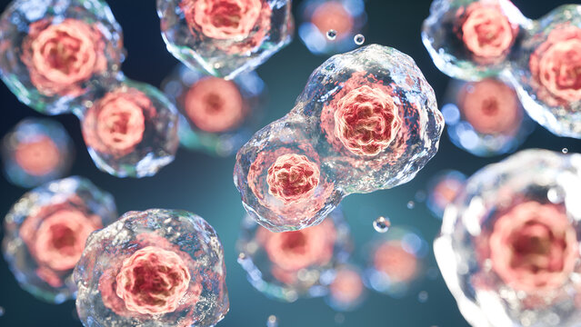 Human cell dividing during the mitosis process under a microscopic view. Scientific visualization of cell division, genetic replication, and microbiology research background, 3D illustration.