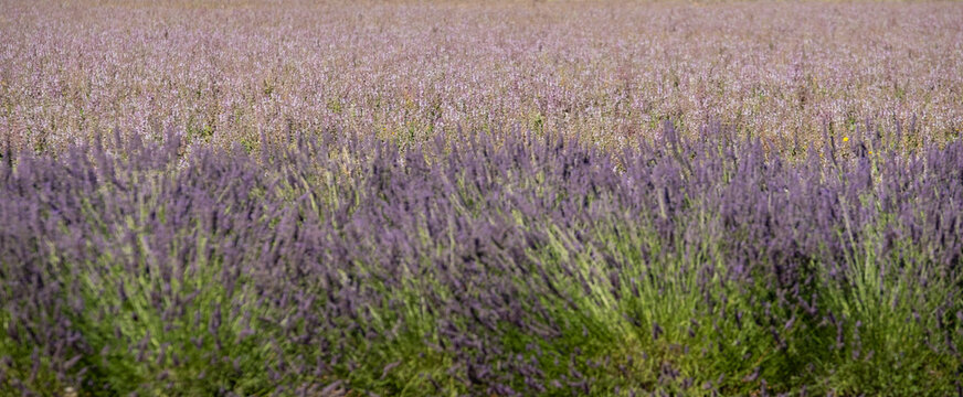 Fragrant Purple Blooming Lavender Growing in Fields on the Valensole Plateau, Provence, France