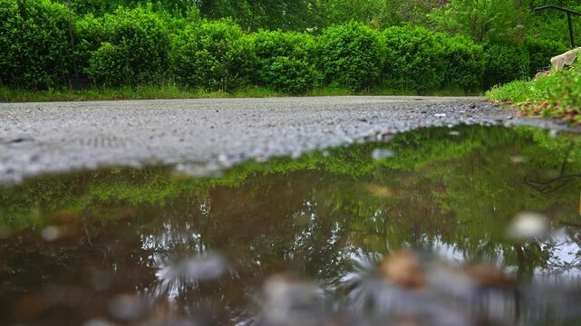 The photo captures a reflection of lush green bushes in a rain puddle on the asphalt road. Concept highlights nature beauty, environmental awareness, and urban landscapes.