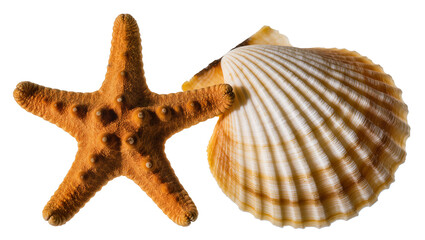 Orange starfish and striped scallop shell, isolated on transparent background © ProStock
