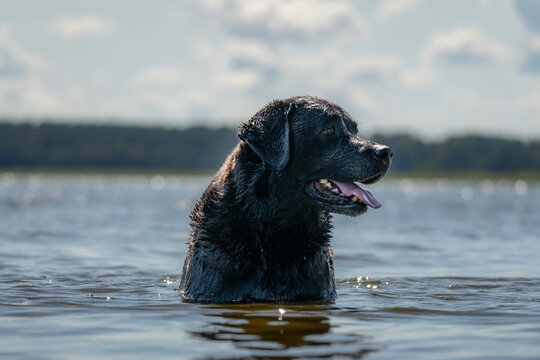 Wet black Labrador retriever standing in lake water and looking to the side