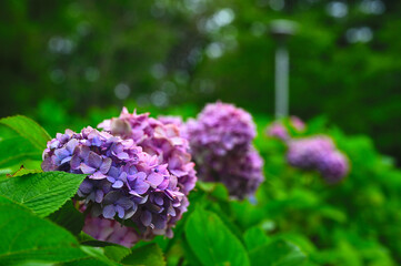 Obraz premium Close up of Vibrant Purple Mophead Hydrangea Flowers Blooming in Fresh Greenery with Soft Bokeh