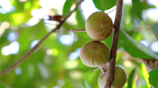Rose sapote (ross sapote, zapote amarillo, Pouteria sp, canistel, alkesa, sawo mentega) fruit. The rose sapote is a fruit native to Mexico and Central America