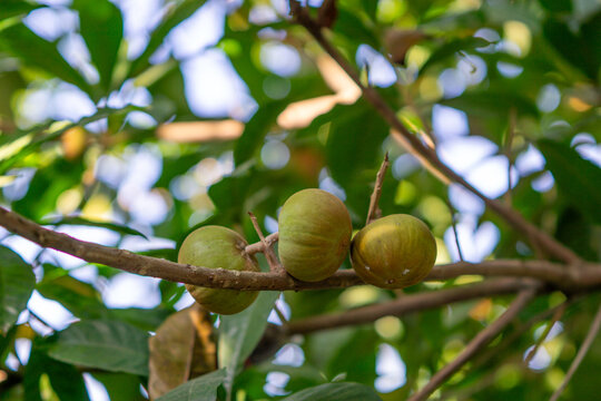Rose sapote (ross sapote, zapote amarillo, Pouteria sp, canistel, alkesa, sawo mentega) fruit. The rose sapote is a fruit native to Mexico and Central America
