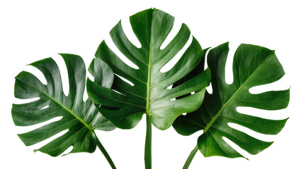 Three lush green monstera deliciosa leaves split-leaf philodendron, isolated on transparent background © Panciuc