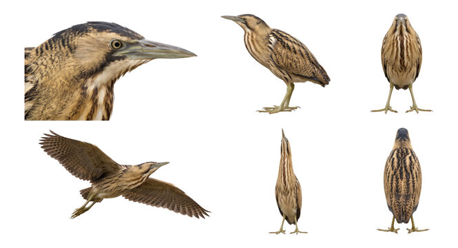 eurasian bittern (botaurus stellaris) in six studio poses on a white background