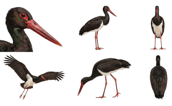 black stork (ciconia nigra) in six studio poses on a white background