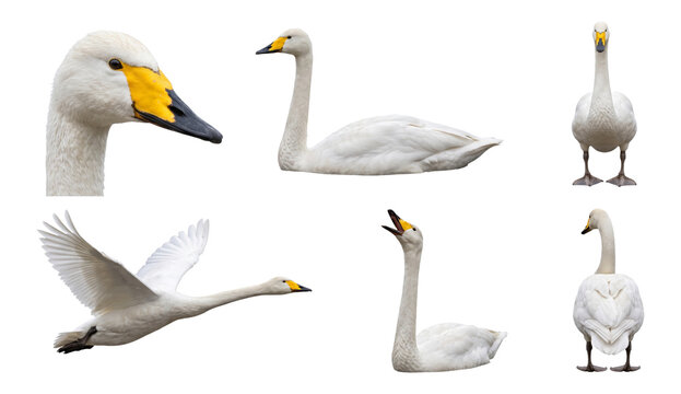 whooper swan (cygnus cygnus) in six studio poses on a white background