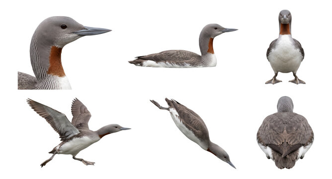 red-throated loon (gavia stellata) in six studio poses on a white background
