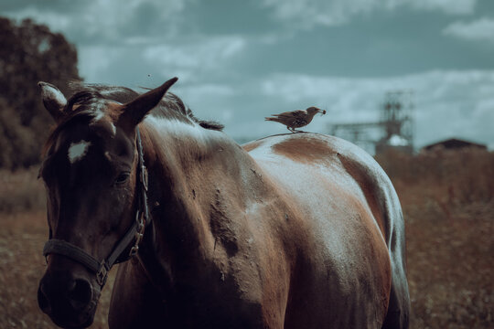 Small bird holding an insect while perched on the back of a brown horse