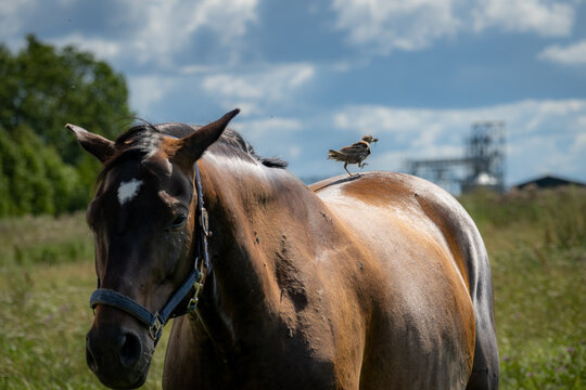 Brown horse standing in a meadow with a small bird carrying an insect on its back