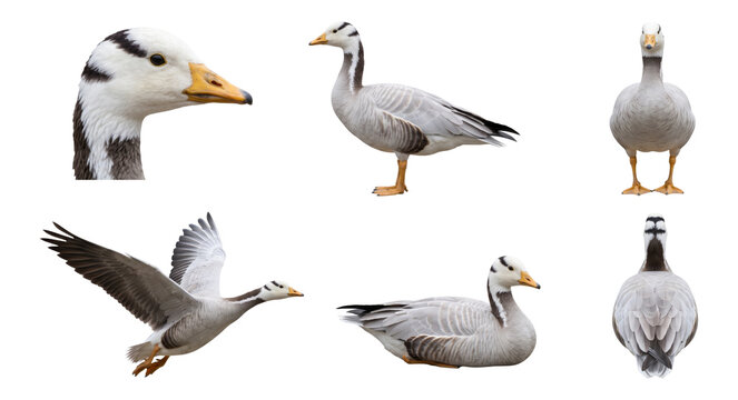 bar-headed goose (anser indicus) in six studio poses on a white background