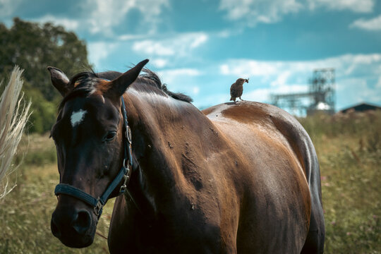 Small bird holding an insect while perched on the back of a brown horse