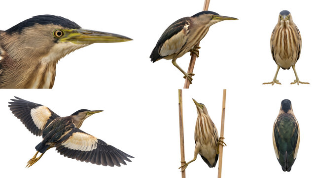 little bittern (ixobrychus minutus) in six studio poses on a white background
