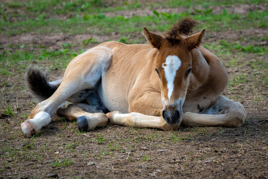 Young chestnut foal resting on the ground in a rural pasture