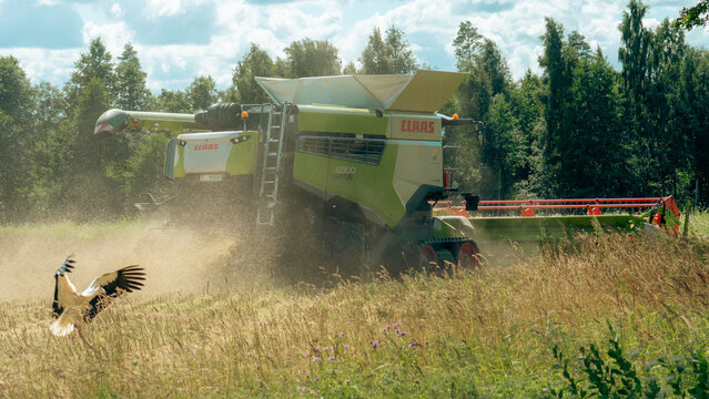 Burtnieki, Latvia &ndash; July 29, 2026: White stork takes flight beside a working combine harvester
