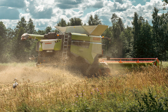 Burtnieki, Latvia &ndash; July 29, 2026: Combine harvester works in a field as a white stork follows nearby