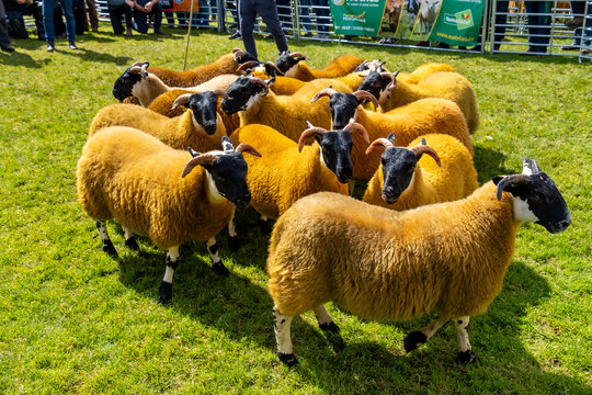 Impressive blackface sheep with huge horns in County Donegal - Ireland.