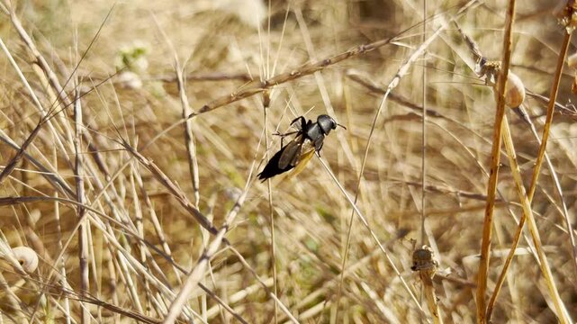 A dark rove beetle climbs upward through dry summer grass in Crimea. This strange creature fills the sunny day with a feeling of eerie wonder and quiet curiosity.