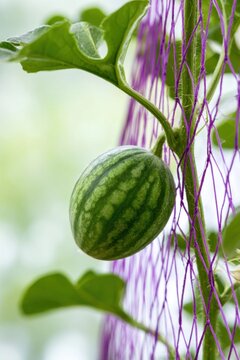 Small green watermelon growing on vine next to purple netting