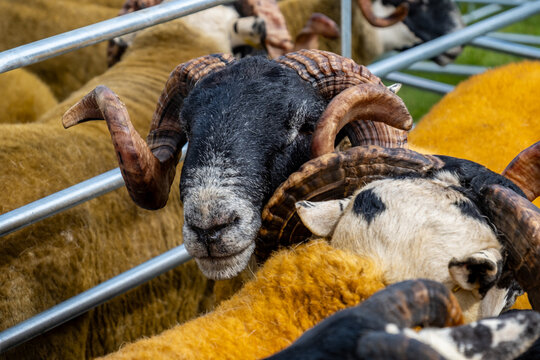 Impressive blackface sheep with huge horns in County Donegal - Ireland.