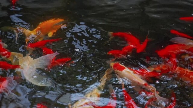 In the pond, groups of colorful koi churn and swim on the water's surface