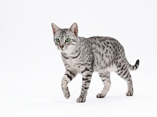 Naklejka premium Graceful Egyptian Mau Cat with Striking Spotted Coat Walking on White Background.