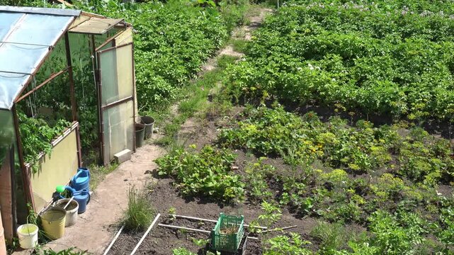 Top view of garden plot with old greenhouse with grown tomatoes with blue watering cans on the path and vegetable and potato beds as a concept for growing an eco-friendly crop for cooking