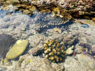 Close up view of living coral reef underwater in a clear shallow tide pool on a tropical beach © Huda_99