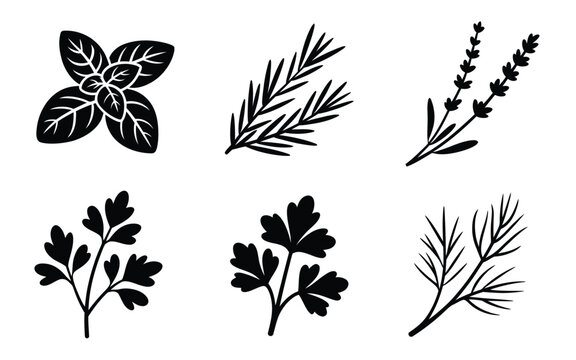 Fresh herbs vector icon set featuring basil rosemary lavender parsley cilantro and dill black silhouette illustrations isolated on white background
