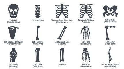 Detailed Human Skeleton Anatomy Diagram Collection. © Kerajaan