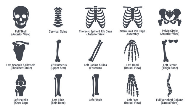 Detailed Human Skeleton Anatomy Diagram Collection.